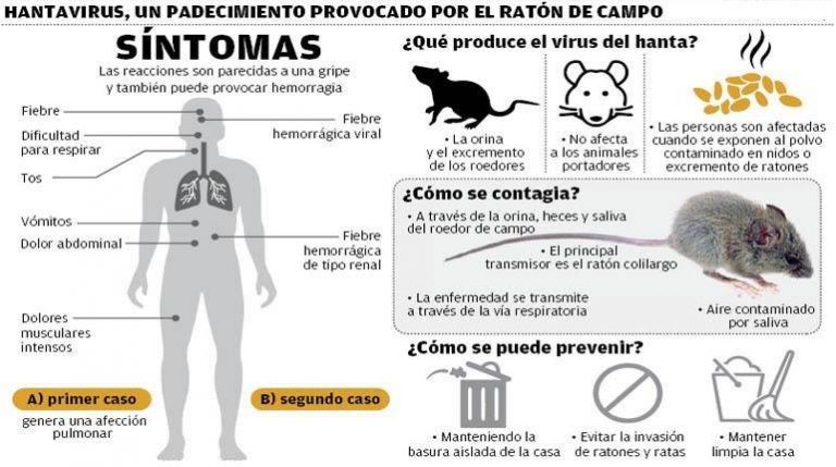 Recomendaciones para prevenir el contagio del Hantavirus – Noticias ...